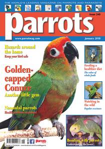 Parrots - January 2018