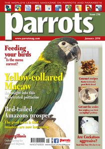 Parrots - January 2016